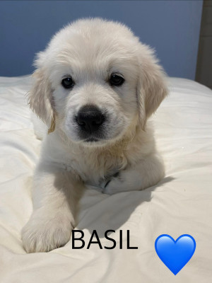 BASIL