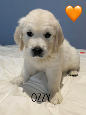 BARNABAS OZZY